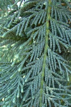 Naylor's Blue Leyland Cypress - 3 Gallon Pot 9 Naylor's Blue Leyland Cypress - 3 Gallon Pot -Garden Plant Shop cupressocyparis leylandii naylors blue leyland cypress 3