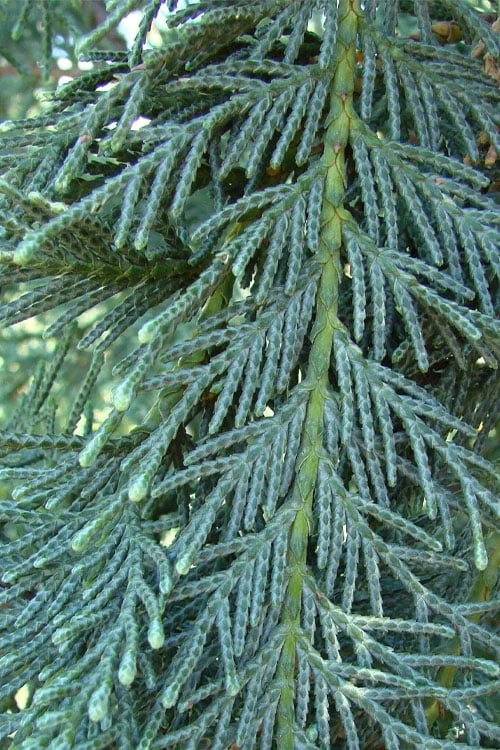 Naylor's Blue Leyland Cypress - 3 Gallon Pot 5 Naylor's Blue Leyland Cypress - 3 Gallon Pot - Image 5