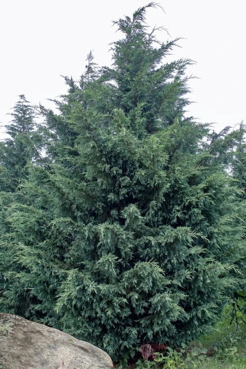 Naylor's Blue Leyland Cypress - 3 Gallon Pot 1 Naylor's Blue Leyland Cypress - 3 Gallon Pot