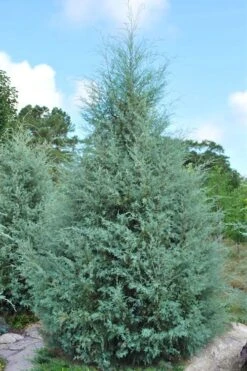 Carolina Sapphire Arizona Cypress - 7 Gallon Pot (3-4') -Garden Plant Shop cupressus arizonica arizona carolina sapphire cypress 1