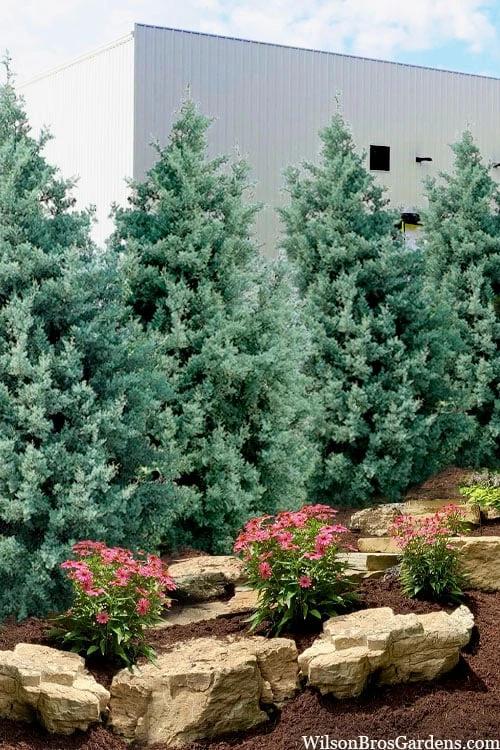 Carolina Sapphire Arizona Cypress - 7 Gallon Pot (5-6') 1 Carolina Sapphire Arizona Cypress - 7 Gallon Pot (5-6')