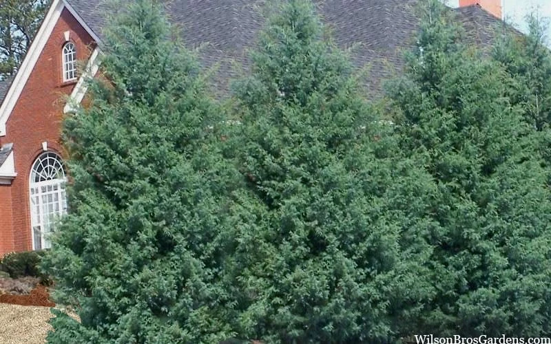 Carolina Sapphire Arizona Cypress - 1 Gallon Pot 6 Carolina Sapphire Arizona Cypress - 1 Gallon Pot - Image 6