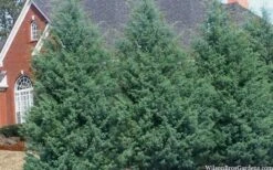 Carolina Sapphire Arizona Cypress - 7 Gallon Pot (5-6') 12 Carolina Sapphire Arizona Cypress - 7 Gallon Pot (5-6') -Garden Plant Shop cupressus arizonica arizona carolina sapphire cypress 103 4