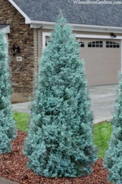 Blue Ice Arizona Cypress - 7 Gallon Pot (4-5') -Garden Plant Shop cupressus arizonica blue ice cypress 101