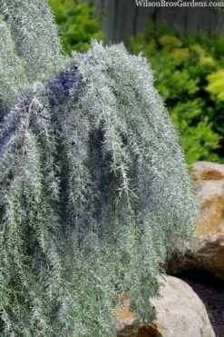 Raywood Weeping Arizona Cypress - 6 Gallon Pot -Garden Plant Shop cupressus arizonica raymonds weeping arizona cypress 3