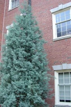Blue Ice Arizona Cypress - 1 Gallon Pot 13 Blue Ice Arizona Cypress - 1 Gallon Pot -Garden Plant Shop cypress blue ice rev 500x750 3