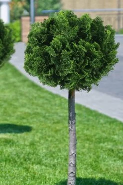 Dwarf Hinoki Cypress Topiary Tree (Standard) - Chamaecyparis Obtusa 'Nana Gracilis' - 1 Gallon Pot 8 Dwarf Hinoki Cypress Topiary Tree (Standard) - Chamaecyparis Obtusa 'Nana Gracilis' - 1 Gallon Pot -Garden Plant Shop cypress dwarf hinoki stand topiary tree form 1
