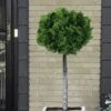 Dwarf Hinoki Cypress Tree (Single Trunk Topiary) - 7 Gallon Pot