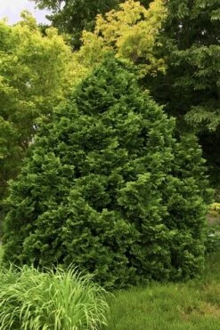 Tempelhof Hinoki Cypress - 3 Gallon Pot -Garden Plant Shop cypress hinoki tempelhof 10