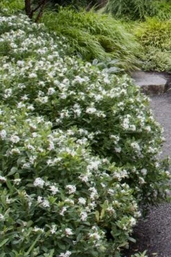 Jim's Pride White Summer Daphne - Daphne X Transatlantica - 1 Gallon Pot -Garden Plant Shop daphne jims pride 1 1