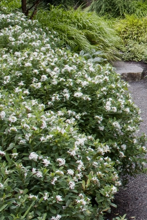 Jim's Pride White Summer Daphne - Daphne X Transatlantica - 2 Gallon Pot 5 Jim's Pride White Summer Daphne - Daphne X Transatlantica - 2 Gallon Pot - Image 5