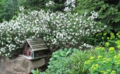 Jim's Pride White Summer Daphne - Daphne X Transatlantica - 1 Gallon Pot -Garden Plant Shop daphne jims pride 3 1