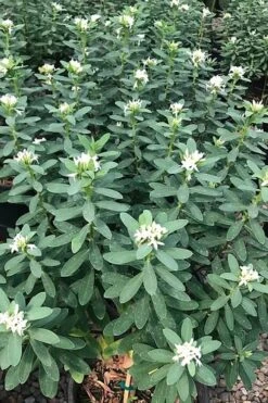 Jim's Pride White Summer Daphne - Daphne X Transatlantica - 3 Gallon Pot -Garden Plant Shop daphne jims pride 7