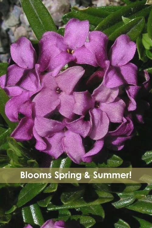 Lawrence Crocker Dwarf Daphne - 1 Gallon Pot 1 Lawrence Crocker Dwarf Daphne - 1 Gallon Pot