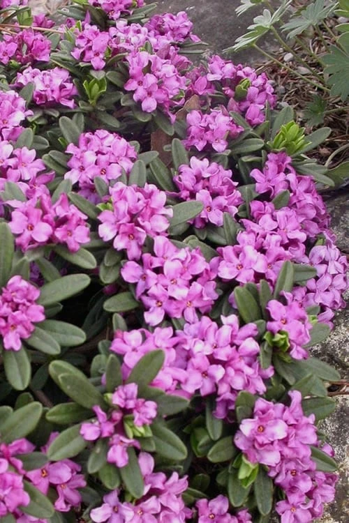 Lawrence Crocker Dwarf Daphne - 1 Gallon Pot 4 Lawrence Crocker Dwarf Daphne - 1 Gallon Pot - Image 4