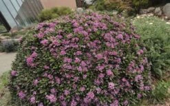 Lawrence Crocker Dwarf Daphne - 2 Gallon Pot 9 Lawrence Crocker Dwarf Daphne - 2 Gallon Pot -Garden Plant Shop daphne lawrence crocker 7 1