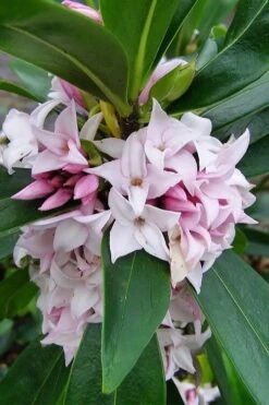 Pink Perfume Princess Winter Daphne - 2 Gallon Pot (SALE) -Garden Plant Shop daphne perfume princess 11 2
