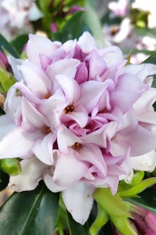 Pink Perfume Princess Winter Daphne - 2 Gallon Pot 6 Pink Perfume Princess Winter Daphne - 2 Gallon Pot - Image 6