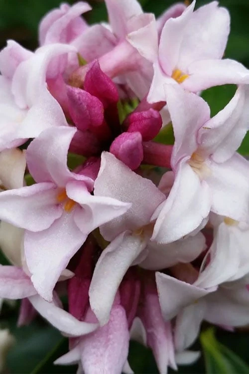 Pink Perfume Princess Winter Daphne - 2 Gallon Pot 5 Pink Perfume Princess Winter Daphne - 2 Gallon Pot - Image 5