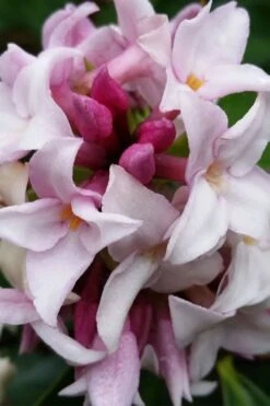 Pink Perfume Princess Winter Daphne - 2 Gallon Pot (SALE) -Garden Plant Shop daphne perfume princess 15 2
