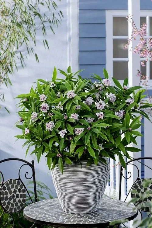 Pink Perfume Princess Winter Daphne - 2 Gallon Pot 9 Pink Perfume Princess Winter Daphne - 2 Gallon Pot - Image 9