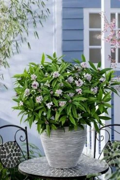 Pink Perfume Princess Winter Daphne - 2 Gallon Pot (SALE) -Garden Plant Shop daphne perfume princess 16 2
