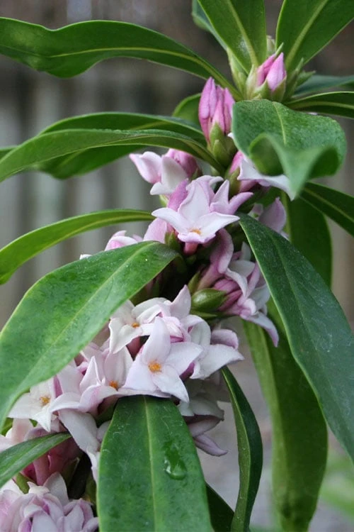 Pink Perfume Princess Winter Daphne - 2 Gallon Pot 11 Pink Perfume Princess Winter Daphne - 2 Gallon Pot - Image 11