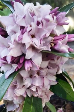 Pink Perfume Princess Winter Daphne - 2 Gallon Pot 14 Pink Perfume Princess Winter Daphne - 2 Gallon Pot -Garden Plant Shop daphne perfume princess 4 1