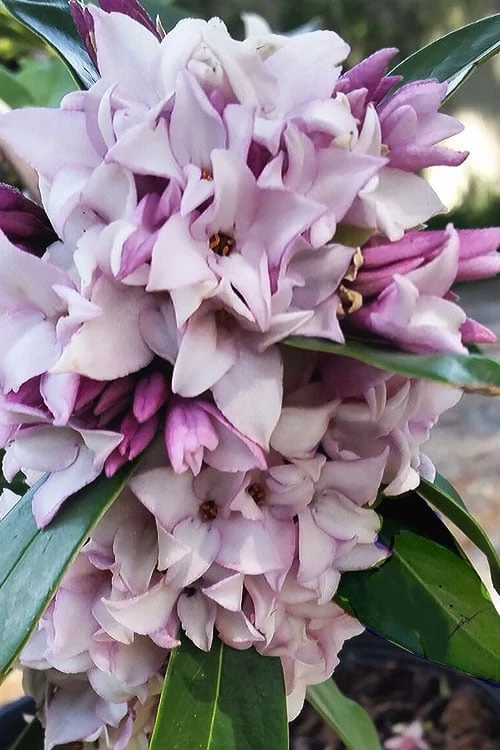Pink Perfume Princess Winter Daphne - 2 Gallon Pot 4 Pink Perfume Princess Winter Daphne - 2 Gallon Pot - Image 4