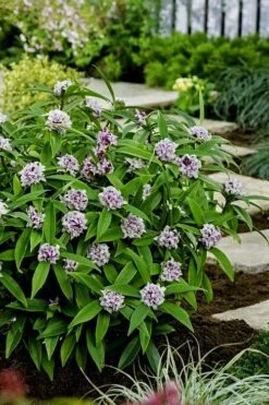 Pink Perfume Princess Winter Daphne - 3 Gallon Pot -Garden Plant Shop daphne perfume princess 7