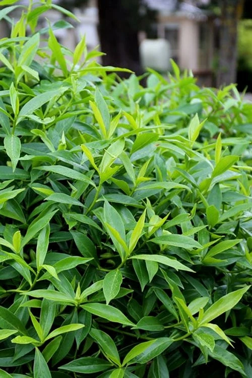 Pink Perfume Princess Winter Daphne - 2 Gallon Pot 10 Pink Perfume Princess Winter Daphne - 2 Gallon Pot - Image 10