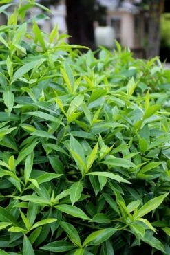 Pink Perfume Princess Winter Daphne - 2 Gallon Pot (SALE) -Garden Plant Shop daphne perfume princess 8 2