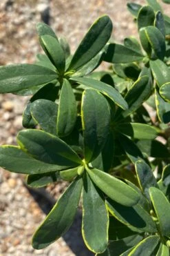 Splash Variegated Summer Daphne - 5 Gallon Pot -Garden Plant Shop daphne splash summer daphne 1