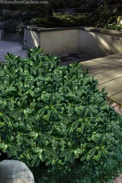 Splash Variegated Summer Daphne - 5 Gallon Pot -Garden Plant Shop daphne splash variegated summer daphne 6