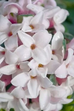 Splash Variegated Summer Daphne - 5 Gallon Pot -Garden Plant Shop daphne splash variegated summer daphne 7