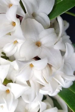 White Perfume Princess Winter Daphne - 2 Gallon Pot -Garden Plant Shop daphne white perfume princess 3 1