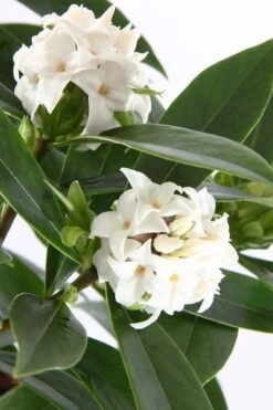 White Perfume Princess Winter Daphne - 2 Gallon Pot -Garden Plant Shop daphne white perfume princess 4 1
