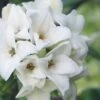 White Perfume Princess Winter Daphne - 3 Gallon Pot
