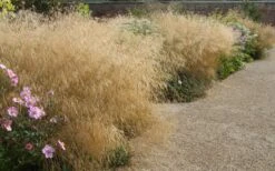 Gold Dew Tufted Hair Grass (Deschampsia Cespitosa 'Goldtau') - 1 Gallon Pot -Garden Plant Shop deschampsia cespitosa goldtau gold dew tufted hair grass 3