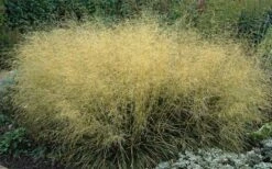 Gold Dew Tufted Hair Grass (Deschampsia Cespitosa 'Goldtau') - 1 Gallon Pot -Garden Plant Shop deschampsia cespitosa goldtau gold dew tufted hair grass 4