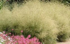 Gold Dew Tufted Hair Grass (Deschampsia Cespitosa 'Goldtau') - 1 Gallon Pot -Garden Plant Shop deschampsia cespitosa goldtau gold dew tufted hair grass 5