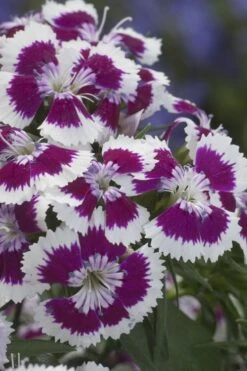 Barbarini 'Purple Picotee' Sweet William (Dianthus) - 5 Pack Of Quart Pots -Garden Plant Shop dianthus barbatus purple picotee sweet williams 1
