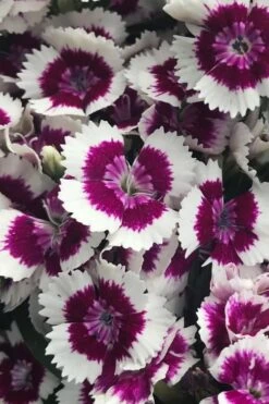 Barbarini 'Purple Picotee' Sweet William (Dianthus) - 5 Pack Of Quart Pots -Garden Plant Shop dianthus barbatus purple picotee sweet williams 2