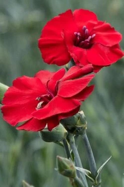 Cherry Pie Dianthus (Carnations) 1 Gallon Pot 8 Cherry Pie Dianthus (Carnations) 1 Gallon Pot -Garden Plant Shop dianthus cherry pie 500x750 1