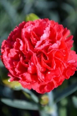 Early Bird Chili Dianthus (Carnations) 1 Gallon Pot 8 Early Bird Chili Dianthus (Carnations) 1 Gallon Pot -Garden Plant Shop dianthus early bird chili 1