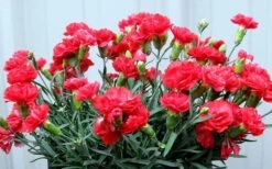 Early Bird Chili Dianthus (Carnations) 1 Gallon Pot 9 Early Bird Chili Dianthus (Carnations) 1 Gallon Pot -Garden Plant Shop dianthus early bird chili 2