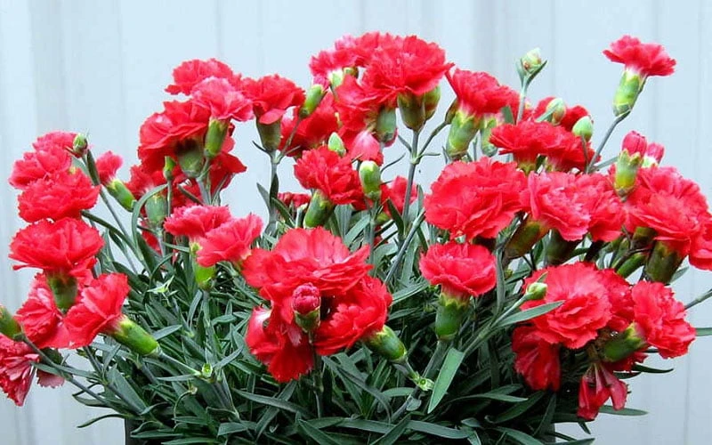 Early Bird Chili Dianthus (Carnations) 1 Gallon Pot 5 Early Bird Chili Dianthus (Carnations) 1 Gallon Pot - Image 5