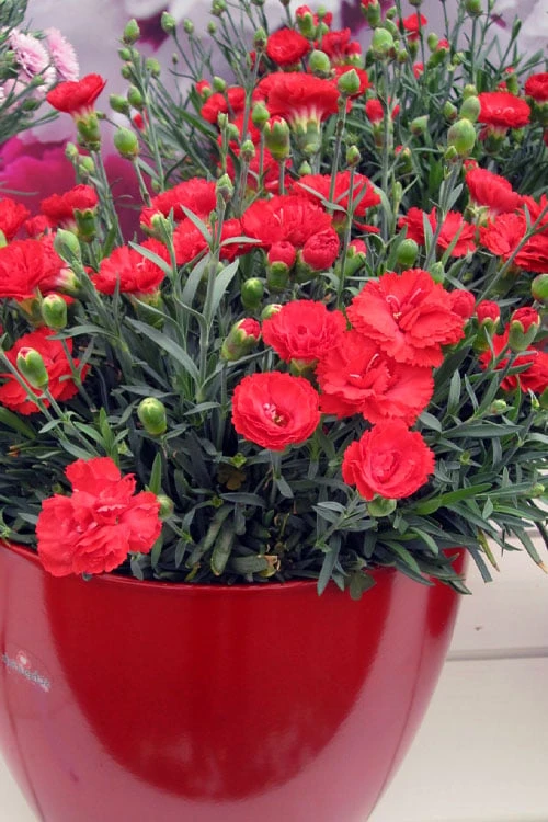Early Bird Chili Dianthus (Carnations) 1 Gallon Pot 1 Early Bird Chili Dianthus (Carnations) 1 Gallon Pot