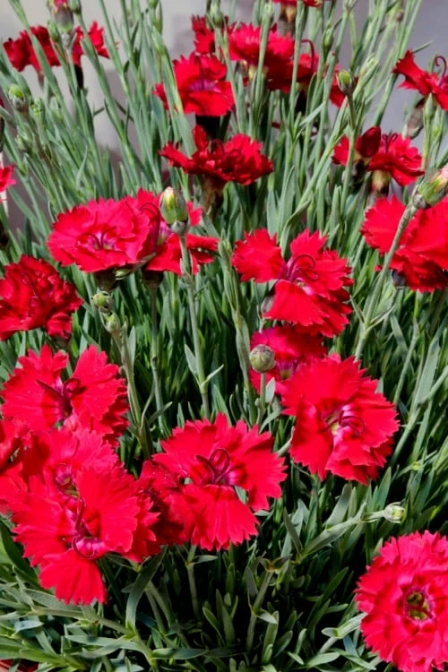 Fire Star Dianthus (Carnation) - 10 Pack Of Quart Pots 5 Fire Star Dianthus (Carnation) - 10 Pack Of Quart Pots - Image 5