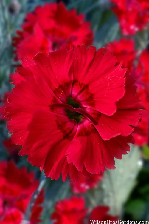 Fire Star Dianthus (Carnation) - 10 Pack Of Quart Pots 1 Fire Star Dianthus (Carnation) - 10 Pack Of Quart Pots